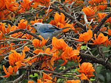 Archivo:Azulejo entre las flores de un Bucare.