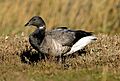 Branta bernicla bernicla Norfolk 3