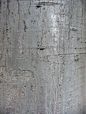Archivo:Celtis australis textura del tronco