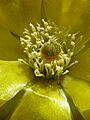 Chumbera flor-1