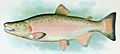 Coho Salmon Breeding Male