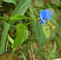 Commelina