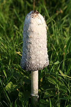 Coprinus comatus fresh.jpg