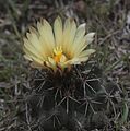 Coryphantha georgii 10