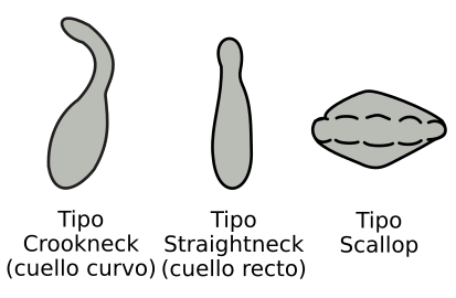 Cucurbita pepo cultivar groups shapes crookneck straightneck scallop