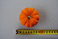 Cucurbita pepo gourd miniature pumpkin type