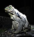 Cururu (Rhinella schneideri) en la noche, Uruguay, 2019