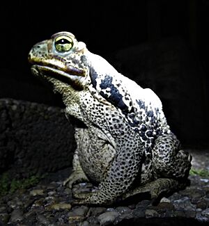 Archivo:Cururu (Rhinella schneideri) en la noche, Uruguay, 2019