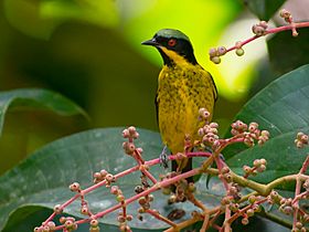 Dacnis flaviventer, Yellow-bellied Dacnis (cropped).jpg