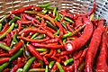 Diferentes especies de Capsicum