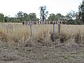 Dingo Barrier fence, near Bell, Queensland