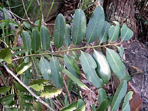 Archivo:Diospyros australis Barrenjoey