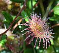 Drosera rotundifolia Einzelblatt