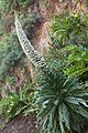 Echium simplex k2