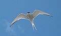 Eidersperrw Sterna paradisaea mit fish unten