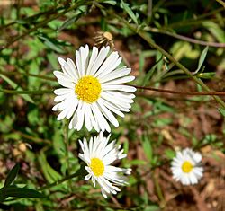 Erigeron karvinskianus 2.jpg