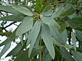 Eucalyptus staigeriana leaf