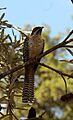 Eudynamys scolopacus -Australia-8