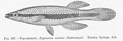 FMIB 51864 Top-minnow, Zygonectes notatus (Rafineesque) Eureka Springs, Ark.jpeg