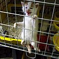 Felis silvestris catus (kitten in cage)