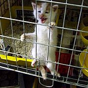 Felis silvestris catus (kitten in cage)