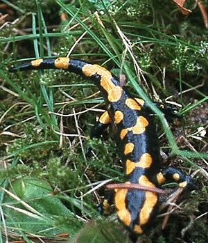 Archivo:Feuersalamander gefleckt