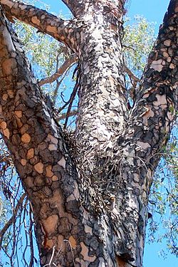 Flindersia maculosa Mt Oxley.JPG