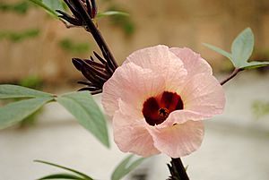 Archivo:Flor de Jamaica (Hibiscus sabdariffa)