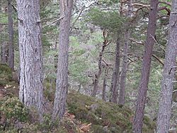 Forest above the Allt Ruadh - geograph.org.uk - 318433.jpg