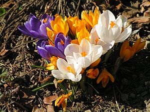 Archivo:Frühlingsblumen Krokus