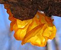Fungus closeup - brilliant orange
