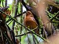 Grallaria centralis Oxapampa Antipitta; Mariposa, Junín, Peru