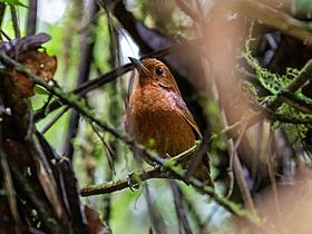 Grallaria centralis Oxapampa Antipitta; Mariposa, Junín, Peru.jpg