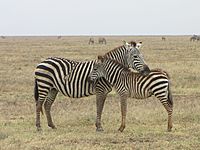 Archivo:Grant's Zebras, resting, Serengeti