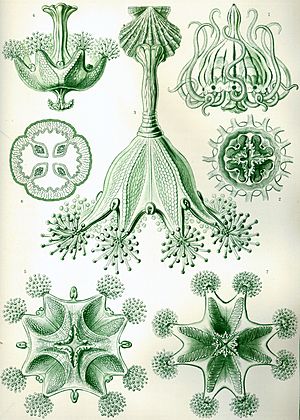 Archivo:Haeckel Stauromedusae