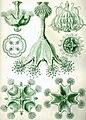 Haeckel Stauromedusae