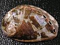 Haliotis marmorata 002