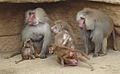 Hamadryas Baboon