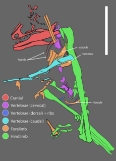 Archivo:Hesperornithoides quarry map