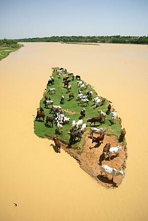 Archivo:ILRI, Stevie Mann - Livestock graze on an island in the Niger