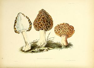 Archivo:Illustrations of British mycology (Plate XIII) (8618303389)