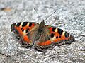 Indian Tortoiseshell Butterflly I IMG 3276