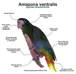 Archivo:Infografía de Amazona ventralis