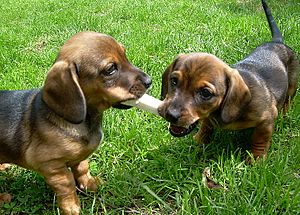 Archivo:Jamnik Dachshund puppies