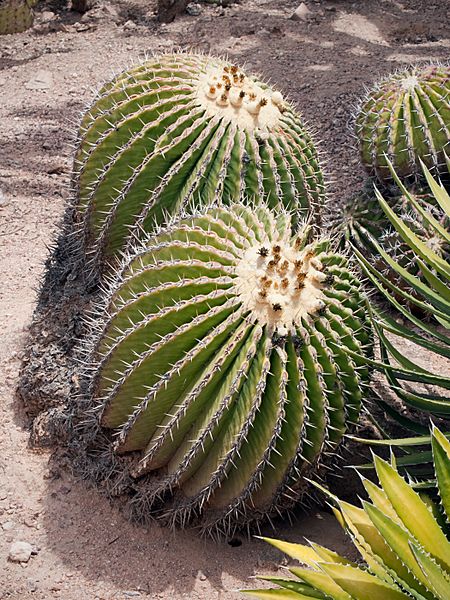 Kaldari Echinocactus platyacanthus 01