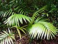 Laccospadix australasica on Mt. Lewis