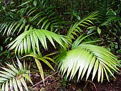 Archivo:Laccospadix australasica on Mt. Lewis