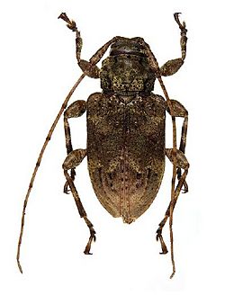 Leptostylopsis basifulvus.JPG