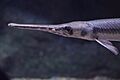 Longnose gar (Lepisosteus osseus) (15875795308)