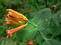 Lonicera ciliosa 10769